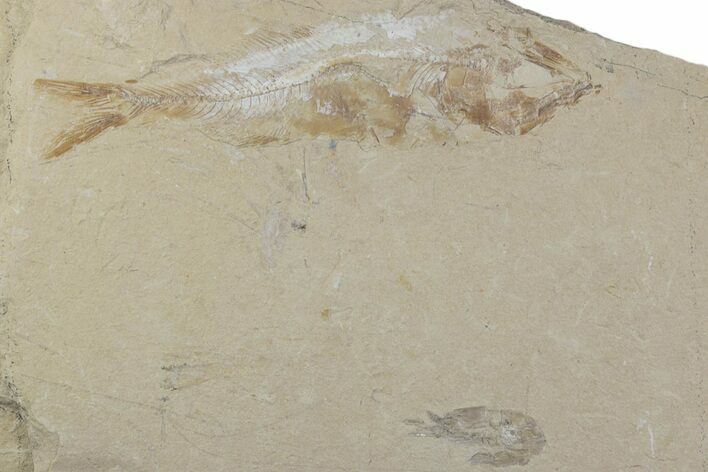 Cretaceous Fossil Fish (Sedenhorstia) & Shrimp - Lebanon #376362